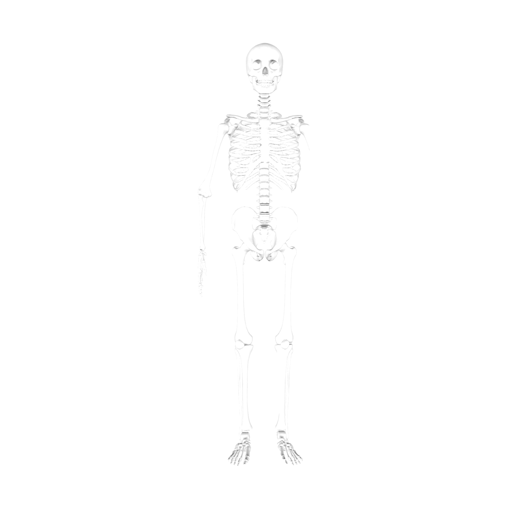 Human skeleton reference